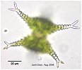 Staurastrum anatinum