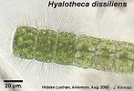 Hyalotheca dissiliens