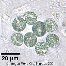 web-based key to algae: eucaryotic sheathed colony
